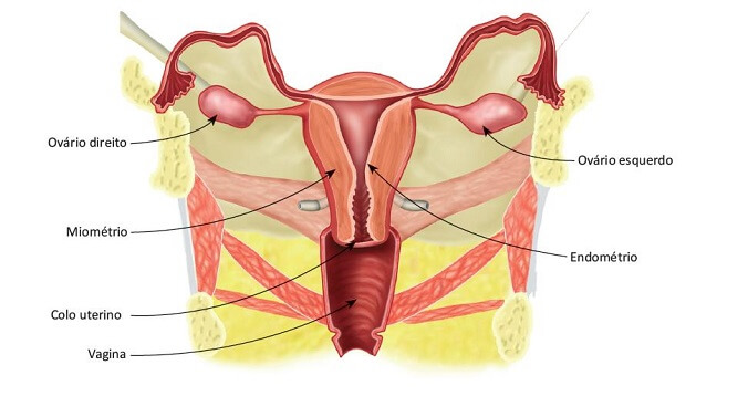 Sistema reprodutor feminino