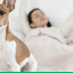 Dormir com cachorro faz mal? Veja os cuidados que devem ser tomados
