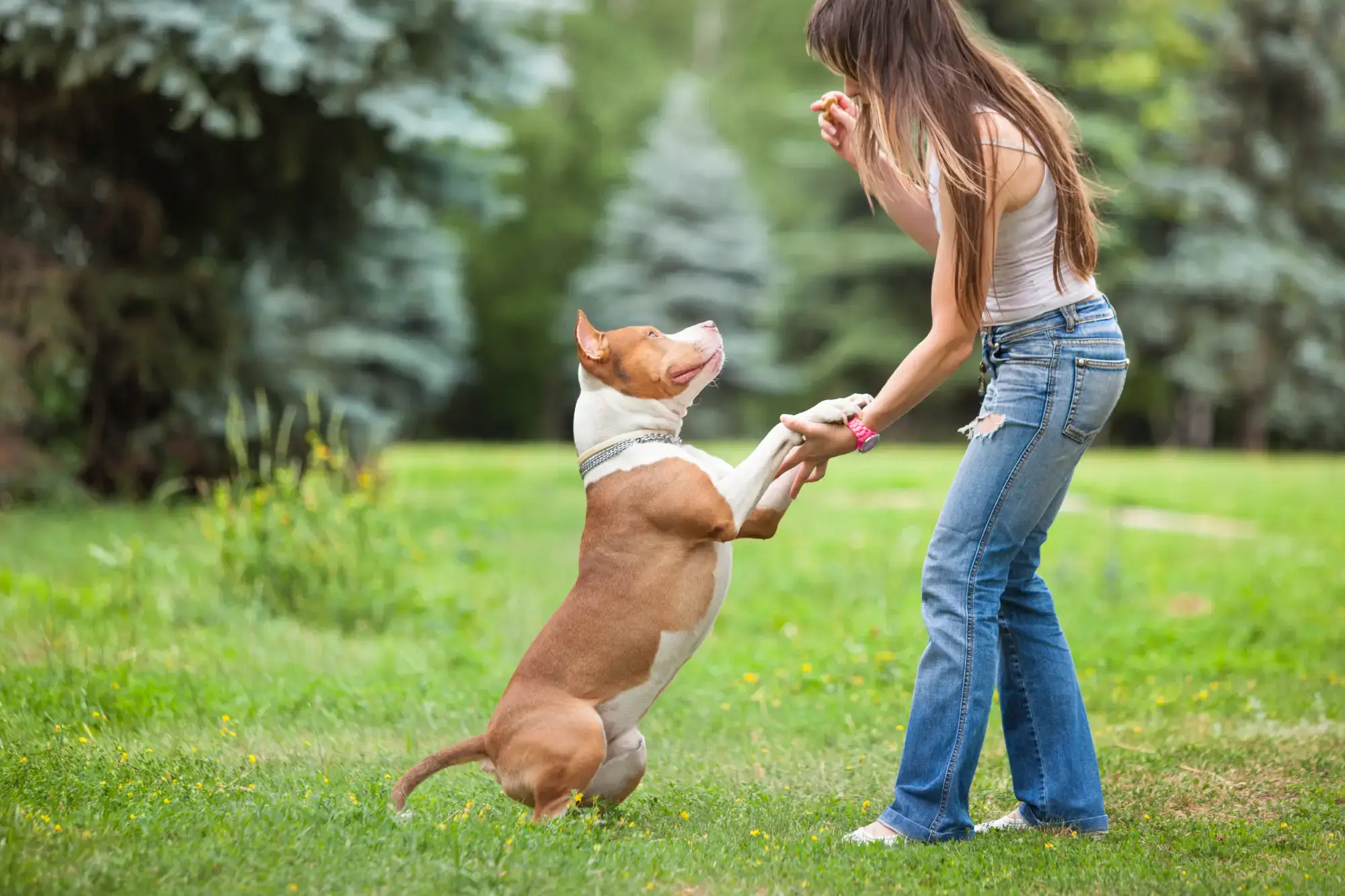 Como educar cachorro